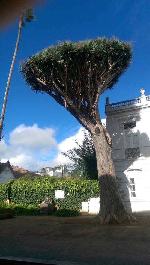 Picture 017-tree-w500